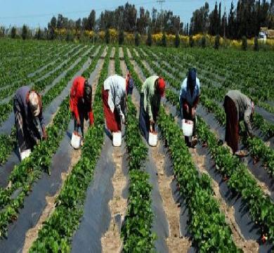 وزير الزراعة التونسي : الزراعة تساهم 12 % من الصادرات رفم استنزاف المياة